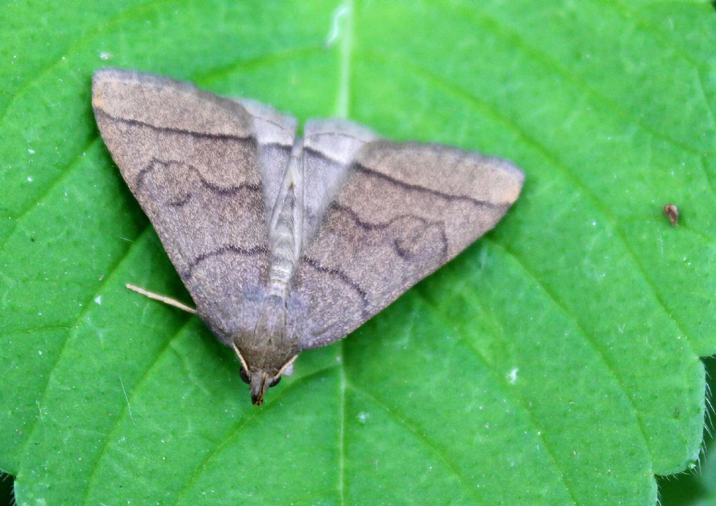 E questa falena? - Herminia tarsipennalis